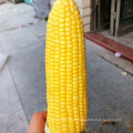Suntoday high yiled yellow organic sweet  corn seeds price  for planting